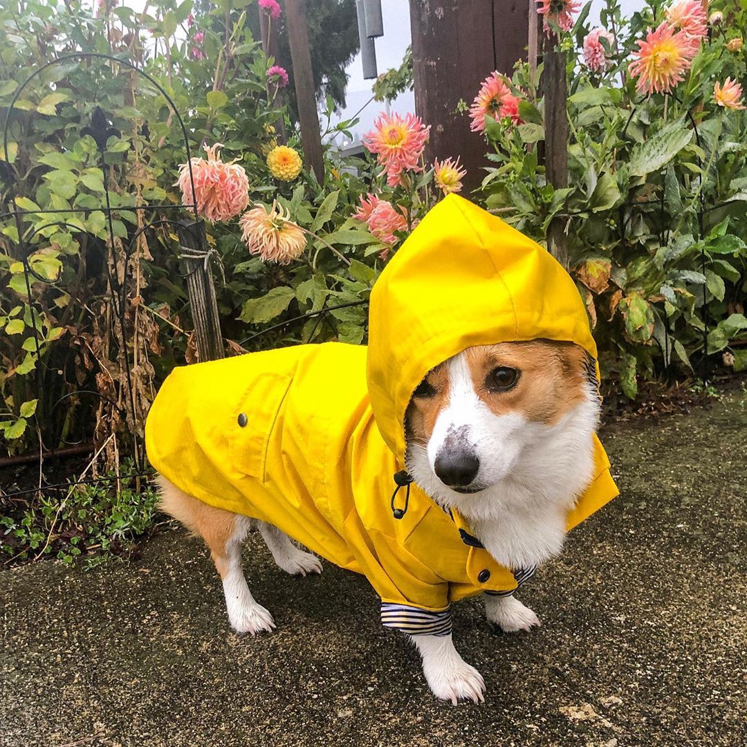 British Retro Thick Dog Raincoat